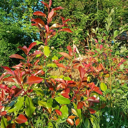 La Halte Verte * 나소그네