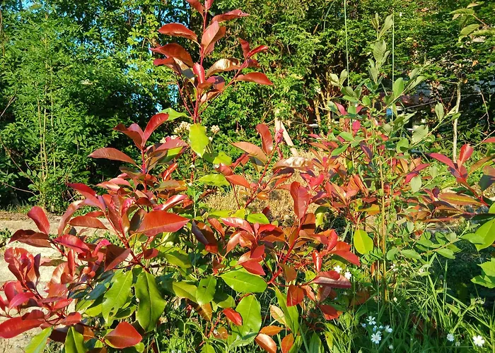 La Halte Verte * Nassogne